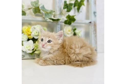 成約済の大阪府のサイベリアン-30167の5枚目