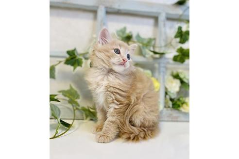 成約済の大阪府のサイベリアン-30167の3枚目