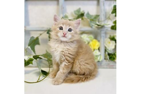 成約済の大阪府のサイベリアン-30167の4枚目