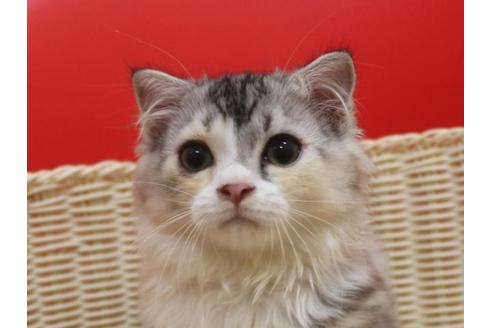 成約済の埼玉県のスコティッシュフォールド-30251の1枚目