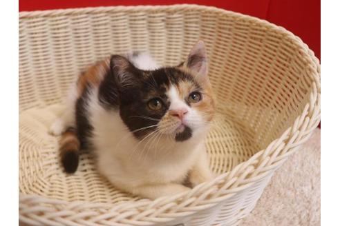 成約済の埼玉県のスコティッシュフォールド-30287の9枚目