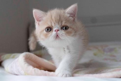 成約済の東京都のエキゾチックショートヘア-28596の9枚目