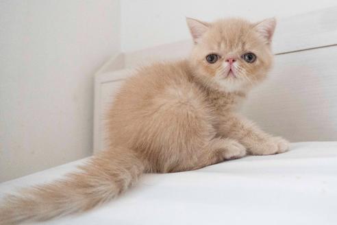 成約済の東京都のエキゾチックショートヘア-28598の10枚目