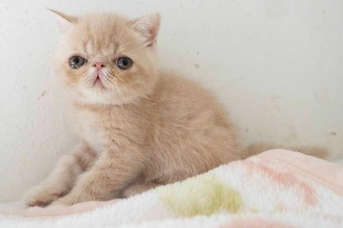 成約済の東京都のエキゾチックショートヘア-28598の9枚目