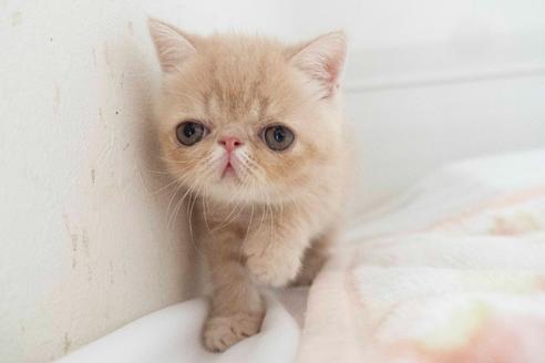 成約済の東京都のエキゾチックショートヘア-28598の6枚目
