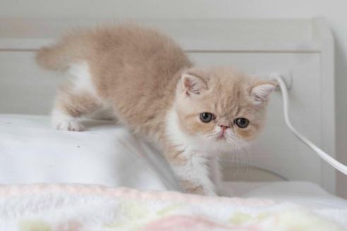 成約済の東京都のエキゾチックショートヘア-28601の8枚目