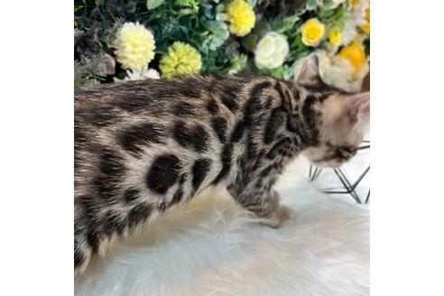 成約済の愛媛県のベンガル-30325の21枚目
