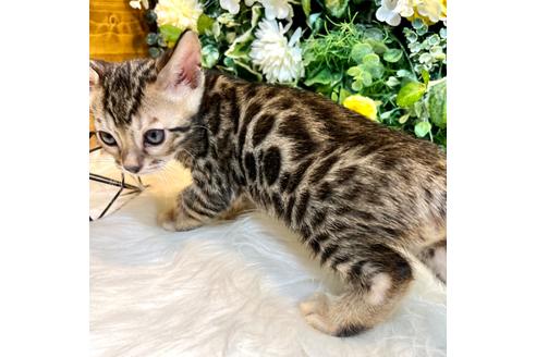 成約済の愛媛県のベンガル-30325の20枚目