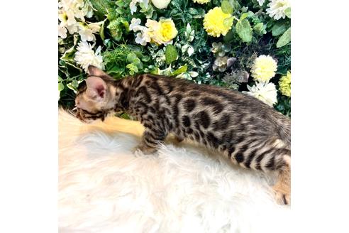 成約済の愛媛県のベンガル-30325の15枚目
