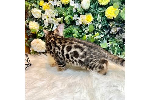 成約済の愛媛県のベンガル-30325の14枚目