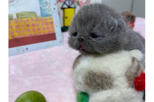 成約済の神奈川県のエキゾチックショートヘア-30332の1枚目