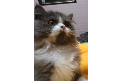 成約済の愛知県のスコティッシュフォールド-25442の2枚目