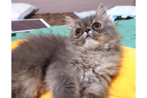 成約済の愛知県のペルシャ-28887の5枚目