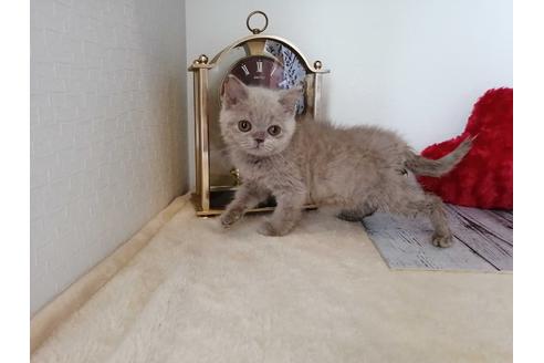 成約済の埼玉県のブリティッシュショートヘア-30540の2枚目