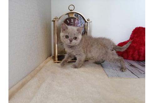 成約済の埼玉県のブリティッシュショートヘア-30540の1枚目