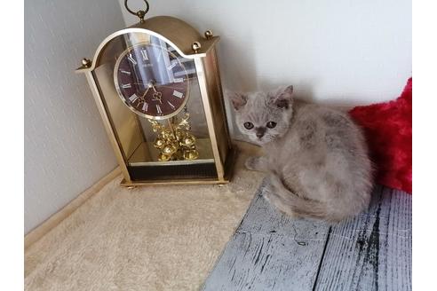 成約済の埼玉県のブリティッシュショートヘア-30541の2枚目