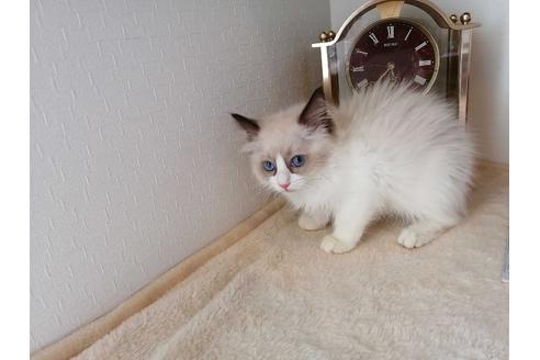 成約済の埼玉県のラグドール-30545の1枚目