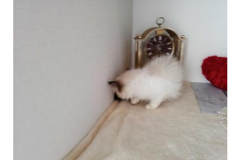 成約済の埼玉県のラグドール-30545の4枚目