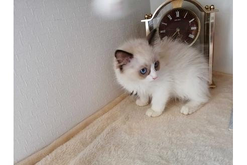 成約済の埼玉県のラグドール-30545の5枚目