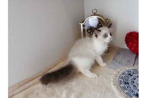 成約済の埼玉県のラグドール-30545の3枚目