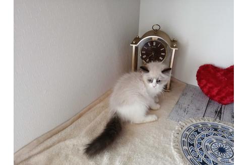 成約済の埼玉県のラグドール-30545の2枚目