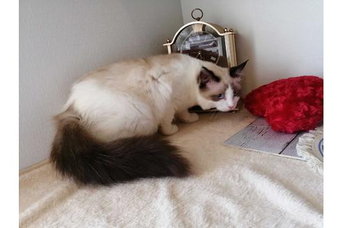 成約済の埼玉県のラグドール-30559の3枚目