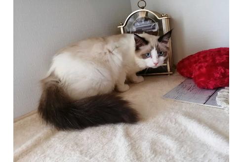 成約済の埼玉県のラグドール-30559の2枚目