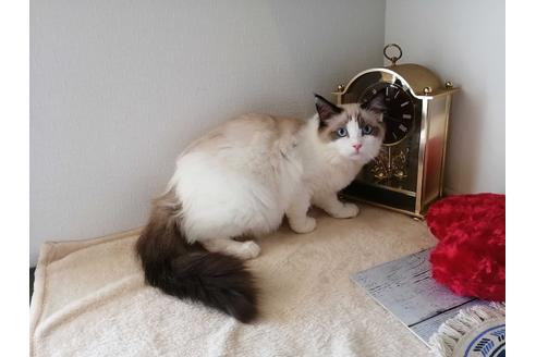 成約済の埼玉県のラグドール-30559の1枚目