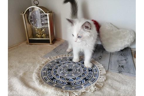 成約済の埼玉県のラグドール-30563の5枚目