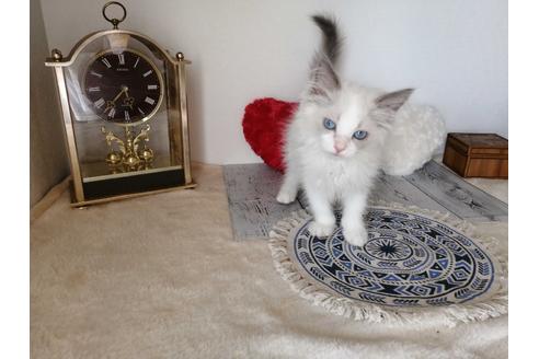 成約済の埼玉県のラグドール-30563の4枚目