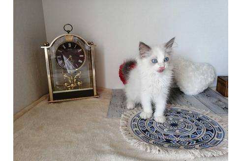 成約済の埼玉県のラグドール-30563の3枚目