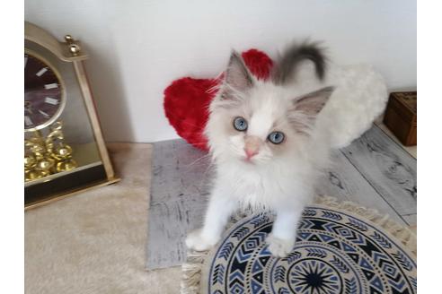 成約済の埼玉県のラグドール-30563