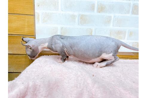 成約済の東京都のその他の猫種-25956の26枚目