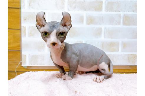 成約済の東京都のその他の猫種-25956の25枚目