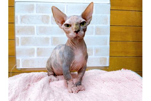 成約済の東京都のその他の猫種-23279の10枚目