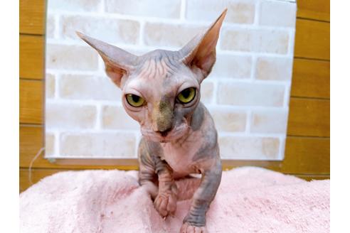 成約済の東京都のその他の猫種-23279の9枚目