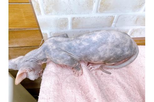 成約済の東京都のその他の猫種-23279の8枚目