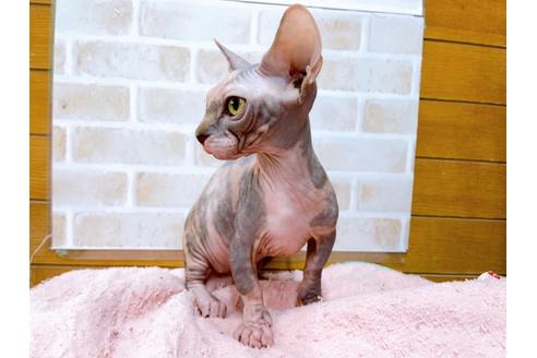 成約済の東京都のその他の猫種-23279の7枚目