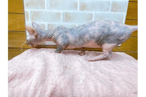 成約済の東京都のその他の猫種-23279の6枚目