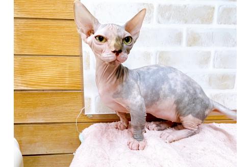 成約済の東京都のその他の猫種-23279の5枚目