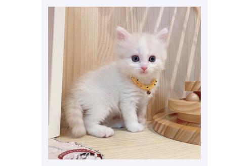 成約済の長野県のミヌエット-30606の3枚目