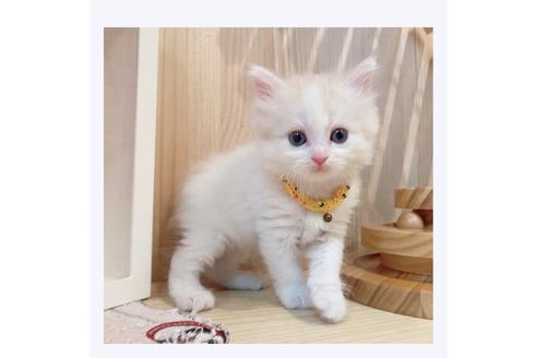 成約済の長野県のミヌエット-30606の5枚目