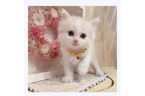 成約済の長野県のミヌエット-30606の1枚目