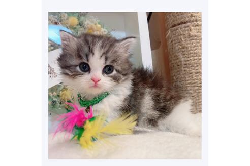 成約済の長野県のミヌエット-30607の5枚目