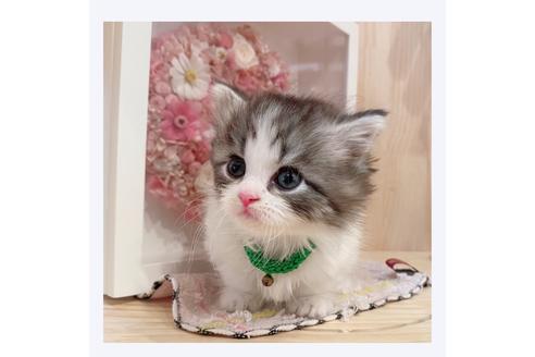 成約済の長野県のミヌエット-30607の2枚目