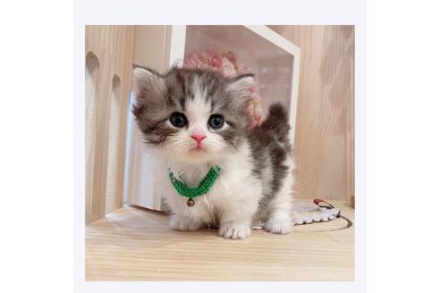 成約済の長野県のミヌエット-30607の1枚目