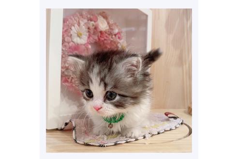 成約済の長野県のミヌエット-30607の4枚目