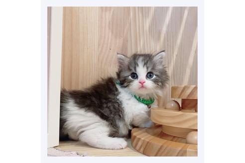 成約済の長野県のミヌエット-30607の3枚目