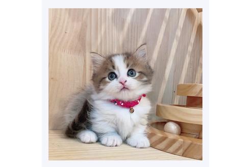 成約済の長野県のミヌエット-30608の2枚目