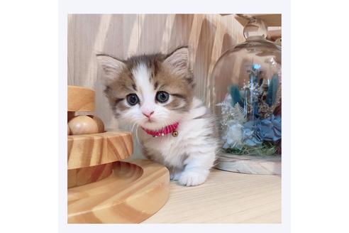 成約済の長野県のミヌエット-30608の3枚目